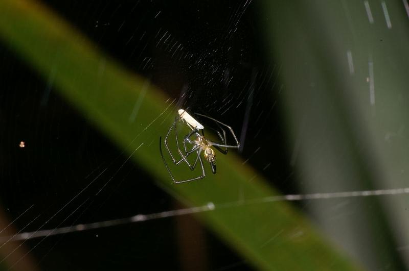 Leucage_granulata_D7697_Z_88_The Gap_Australie.jpg